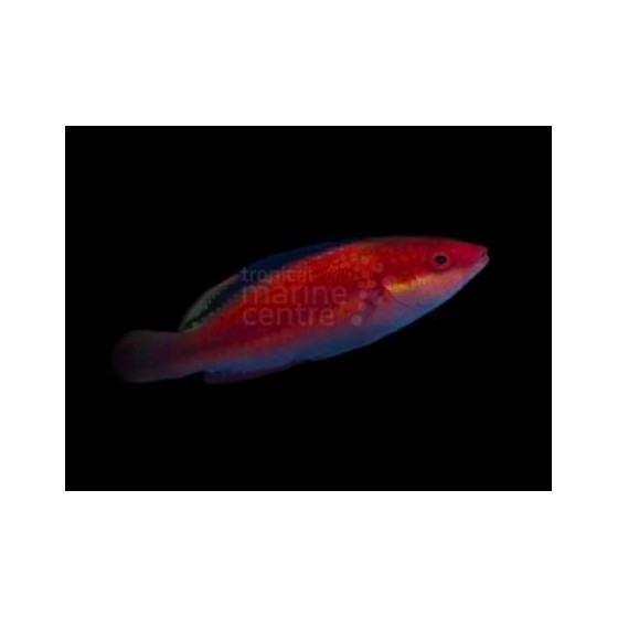 Cirrhilabrus sp. - Black Fin Dwarf Parrot - Coral Sea