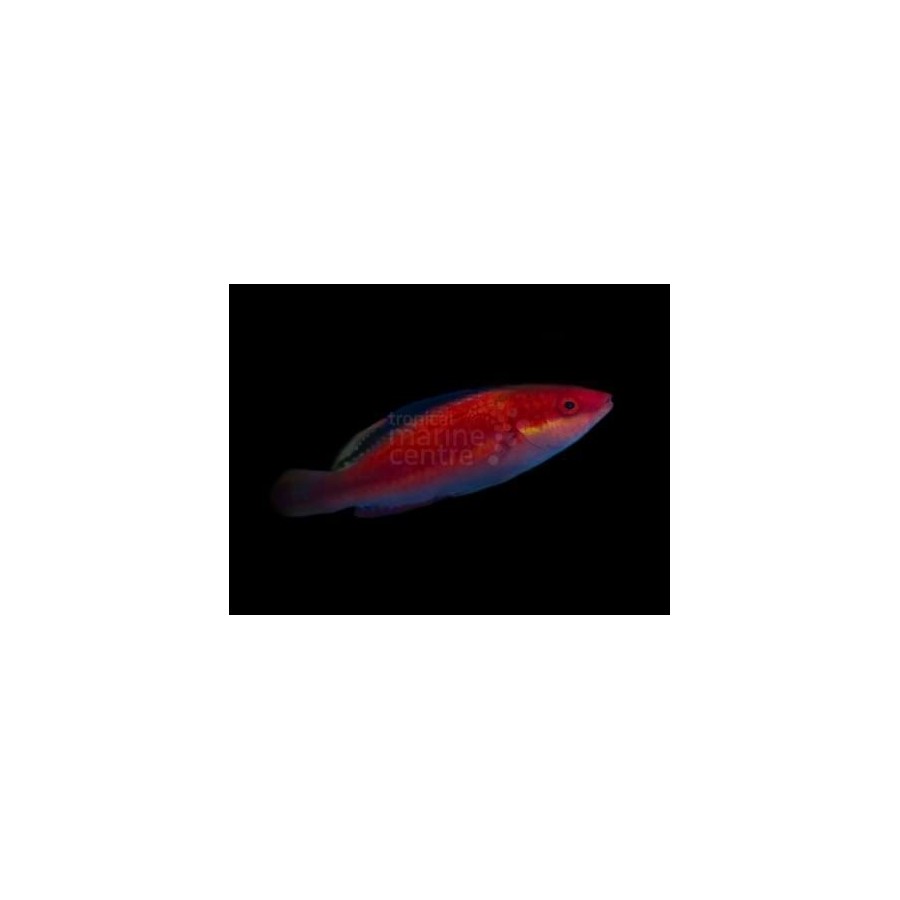 Cirrhilabrus sp. - Black Fin Dwarf Parrot - Coral Sea