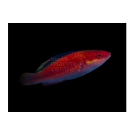 Cirrhilabrus sp. - Black Fin Dwarf Parrot - Coral Sea