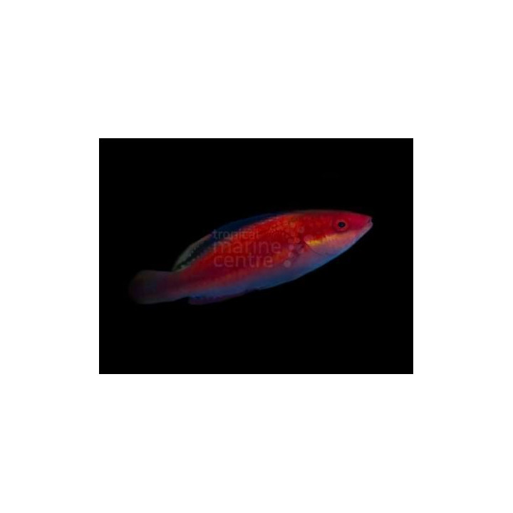 Cirrhilabrus sp. - Black Fin Dwarf Parrot - Coral Sea