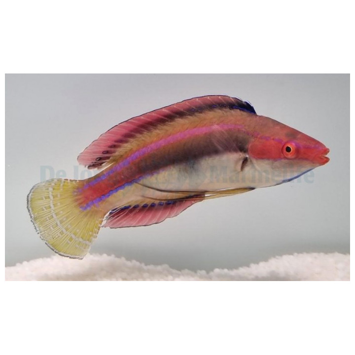 Cirrhilabrus temminckii - Maj, Dwarf Parrot - Coral Sea