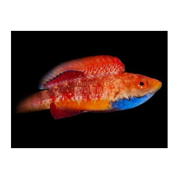 Cirrhilabrus tonozukai - Tonozukai's Fairywrasse - koiras