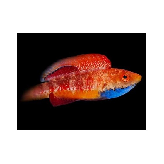 Cirrhilabrus tonozukai - Tonozukai's Fairywrasse - koiras