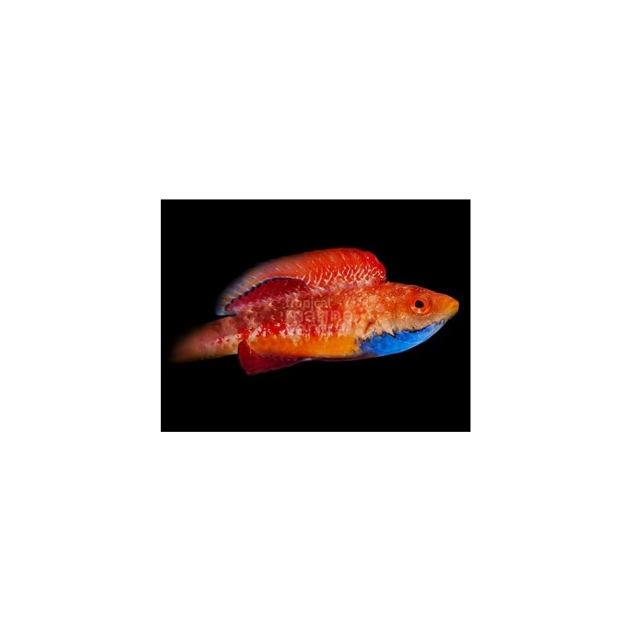 Cirrhilabrus tonozukai - Tonozukai's Fairywrasse - koiras