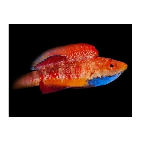 Cirrhilabrus tonozukai - Tonozukai's Fairywrasse - koiras