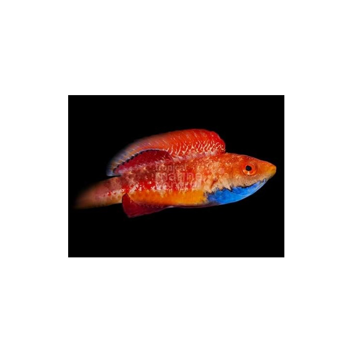 Cirrhilabrus tonozukai - Tonozukai's Fairywrasse - koiras
