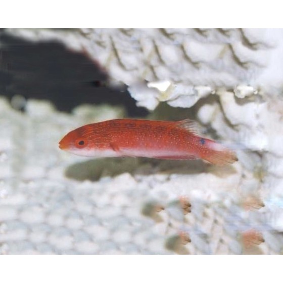 Cirrhilabrus tonozukai - Tonozukai's Fairywrasse - naaras