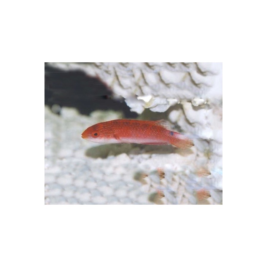 Cirrhilabrus tonozukai - Tonozukai's Fairywrasse - naaras