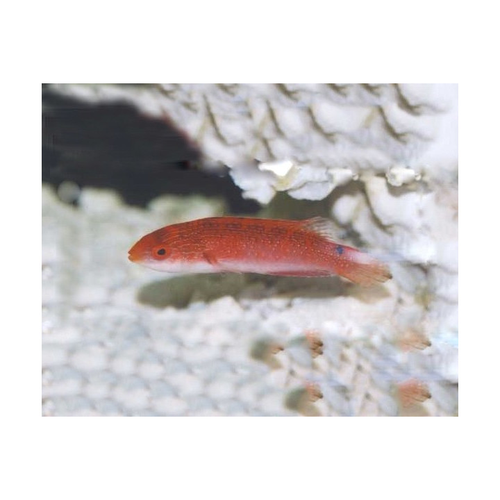 Cirrhilabrus tonozukai - Tonozukai's Fairywrasse - naaras