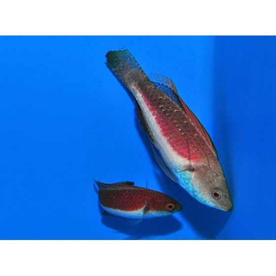 Cirrhilabrus tonozukai - Tonozukai's Fairywrasse - pariskunta