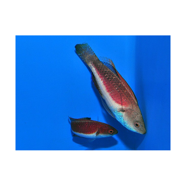 Cirrhilabrus tonozukai - Tonozukai's Fairywrasse - pariskunta -
