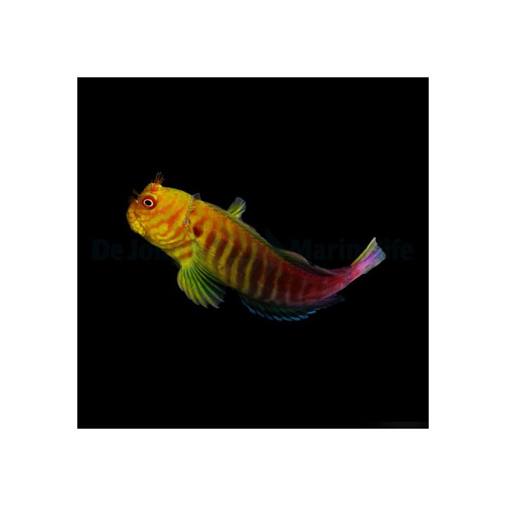 Cirrhipectis stigmaticus - Red Scribble Blenny