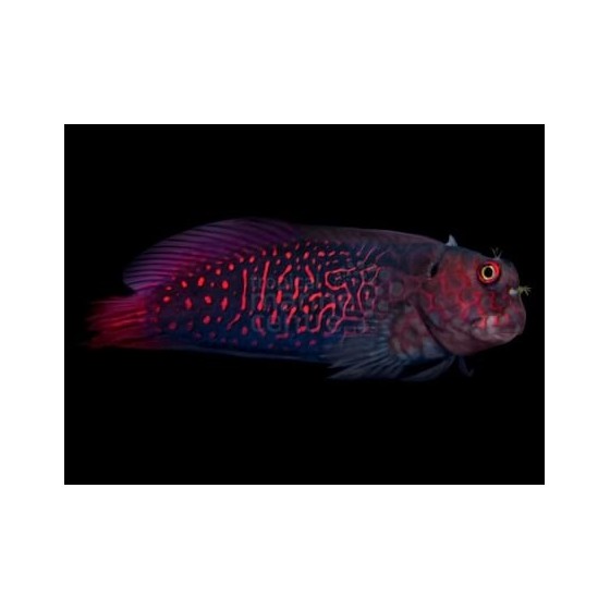 Cirrhipectis stigmaticus - Red Scribble Blenny