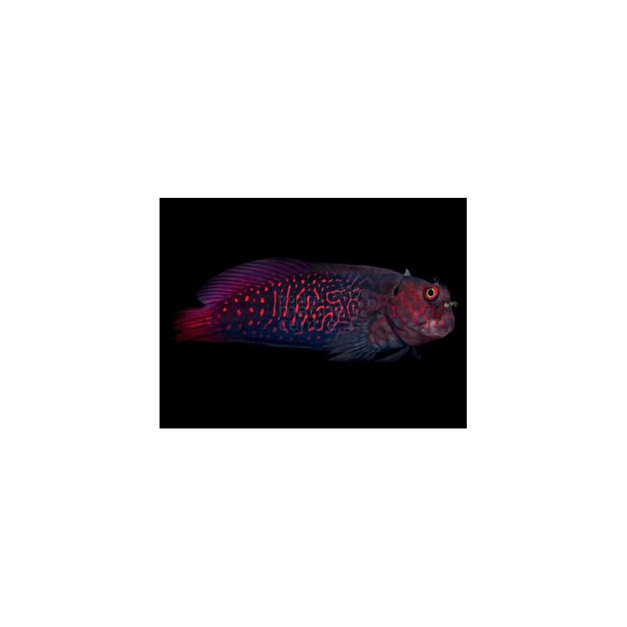 Cirrhipectis stigmaticus - Red Scribble Blenny