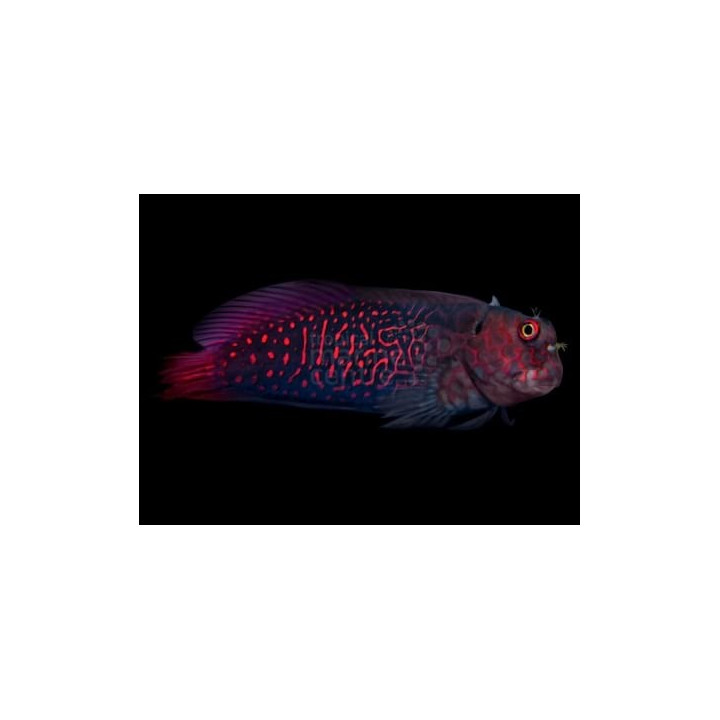 Cirrhipectis stigmaticus - Red Scribble Blenny