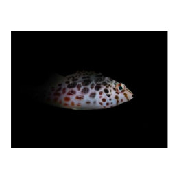Cirrhitichthys aprinus - Täplähaukkakala