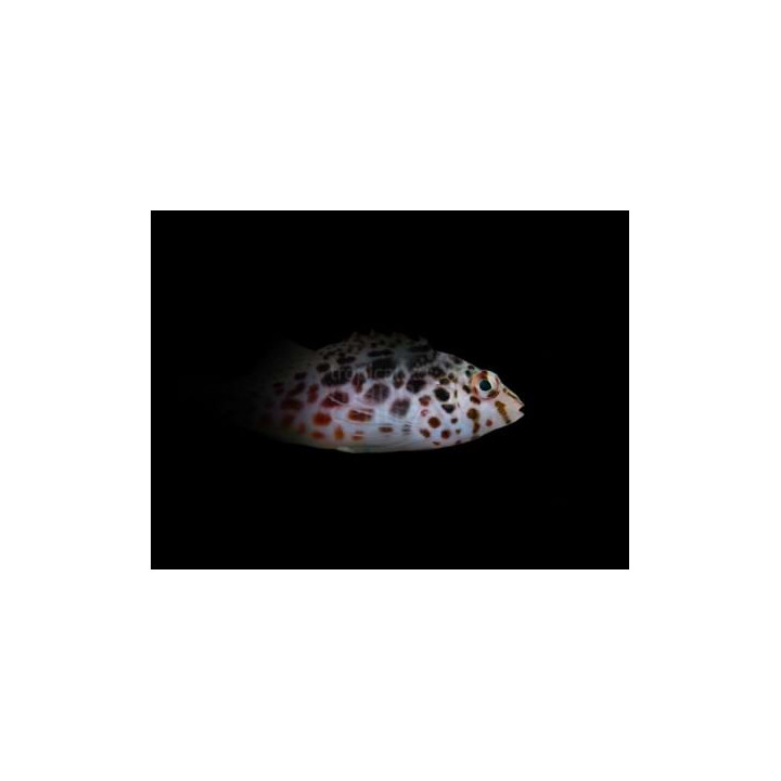 Cirrhitichthys aprinus - Täplähaukkakala