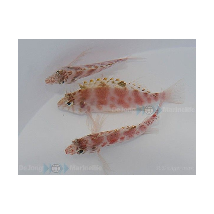 Cirrhitichthys aprinus - Täplähaukkakala