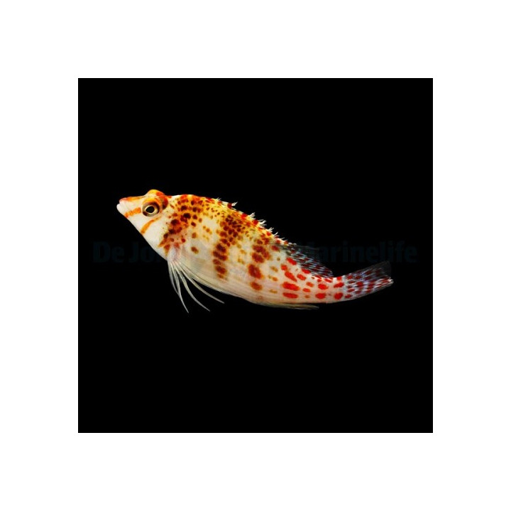 Cirrhitichthys falco - Red Spotted Hawk -