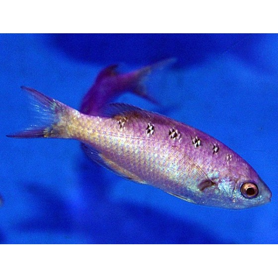 Clepticus parrae - Creole Wrasse