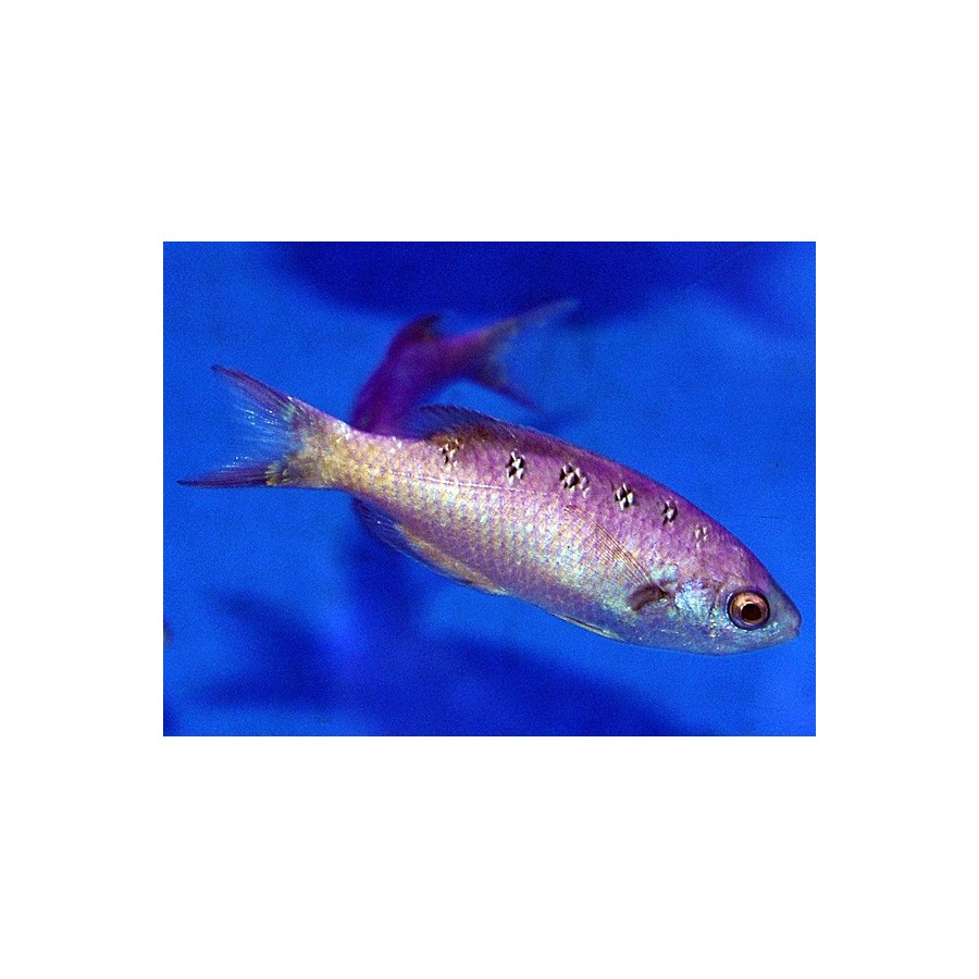 Clepticus parrae - Creole Wrasse