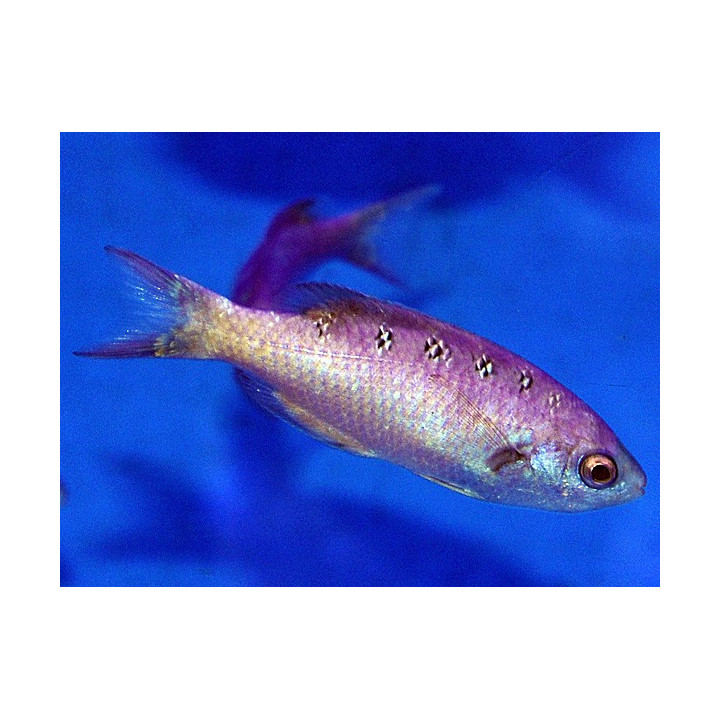 Clepticus parrae - Creole Wrasse