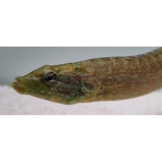 Congrogadus subducens - Green Eel Blenny