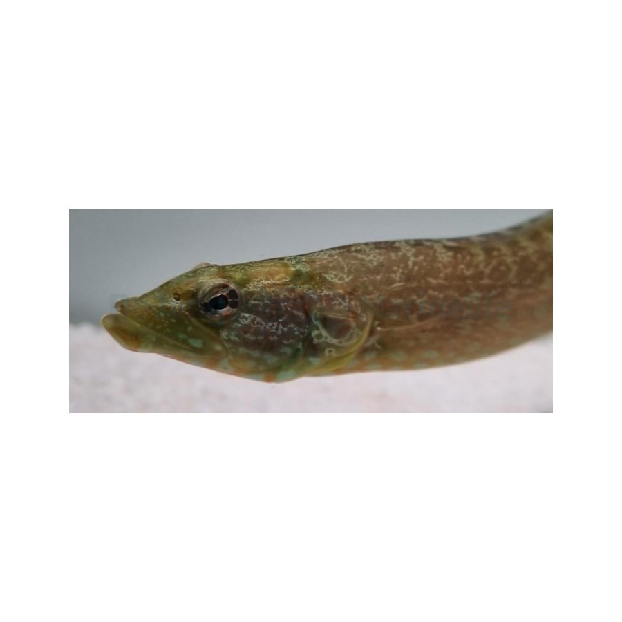 Congrogadus subducens - Green Eel Blenny