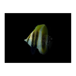 Coradion altivelis - Purjeperhokala