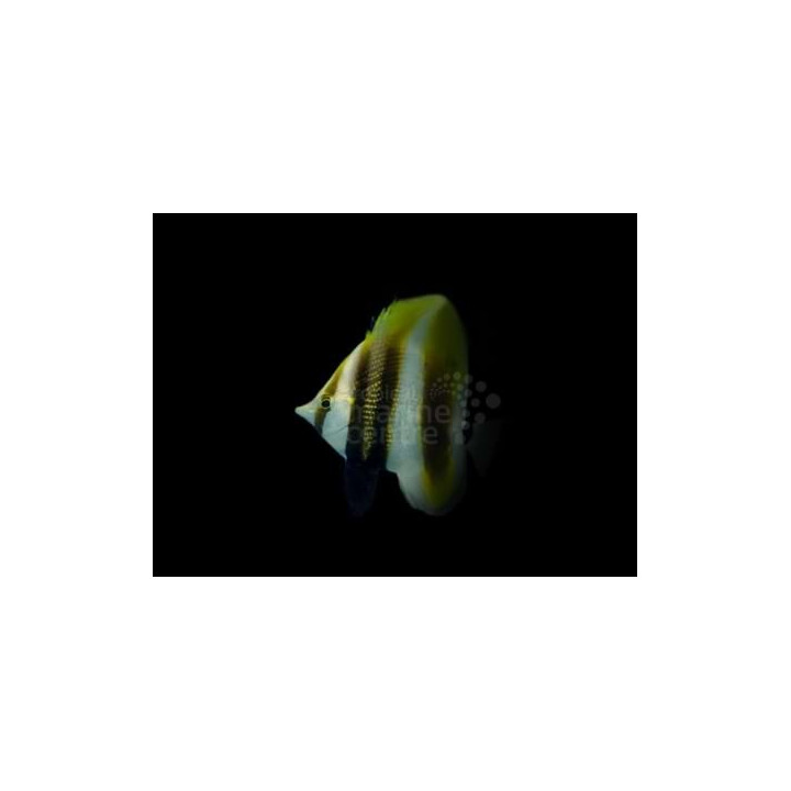 Coradion altivelis - Purjeperhokala