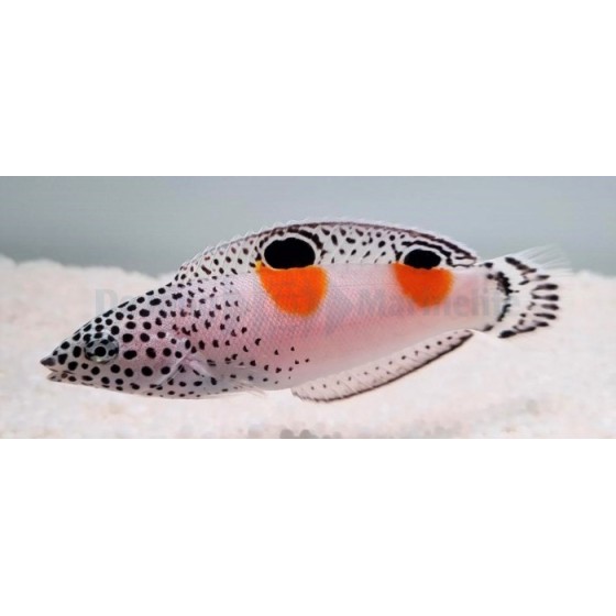 Coris aygula - Twinspot Wrasse