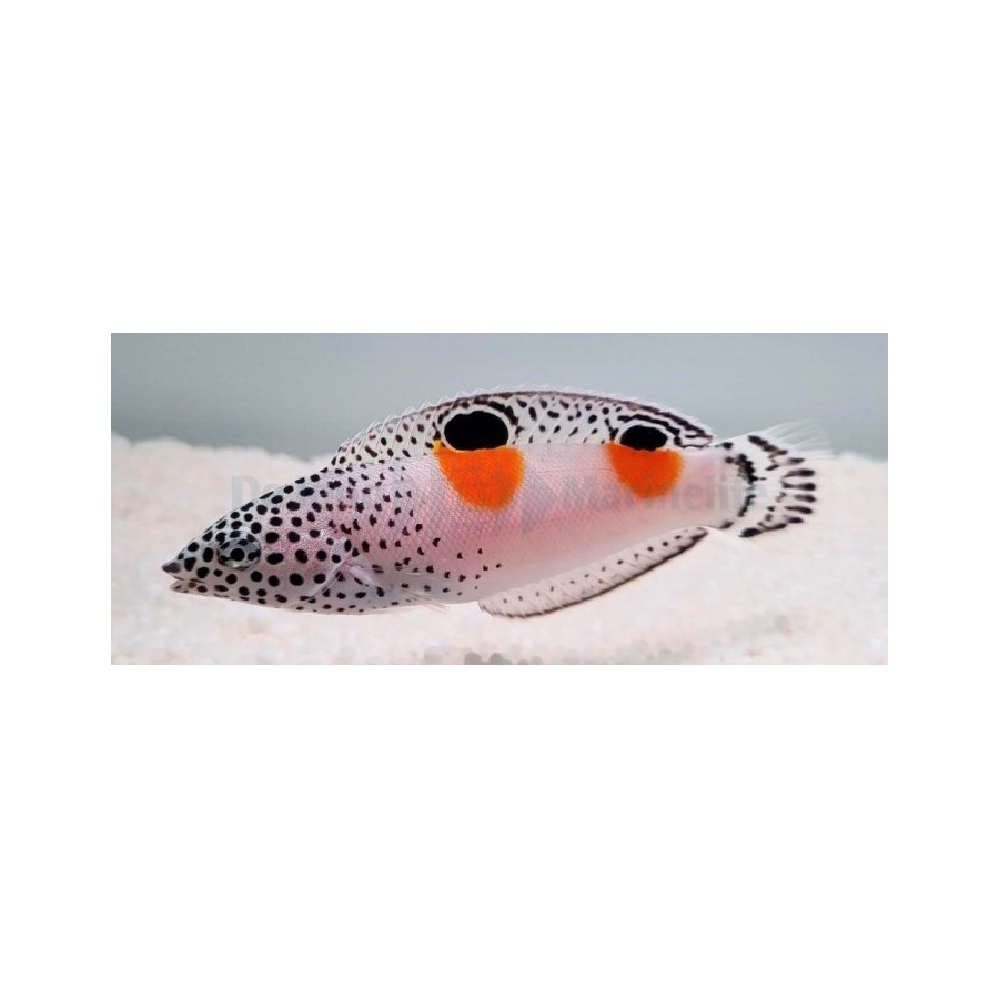 Coris aygula - Twinspot Wrasse