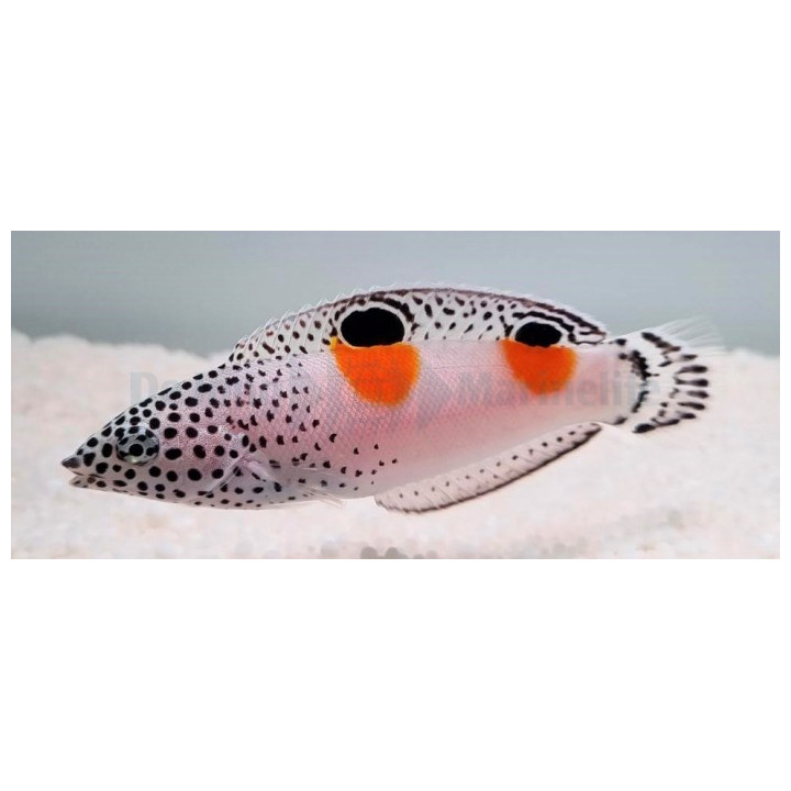 Coris aygula - Twinspot Wrasse
