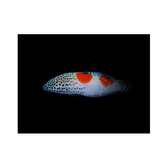 Coris aygula - Twinspot Wrasse