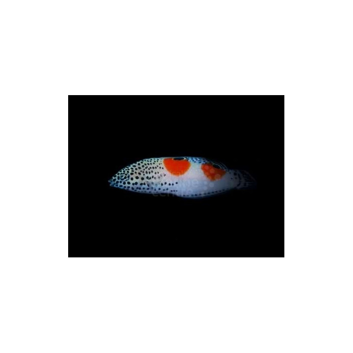 Coris aygula - Twinspot Wrasse