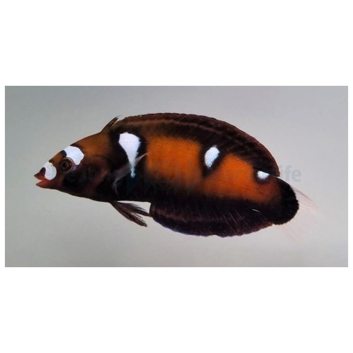 Coris formosa - Formosa Clown Wrasse - aikuinen