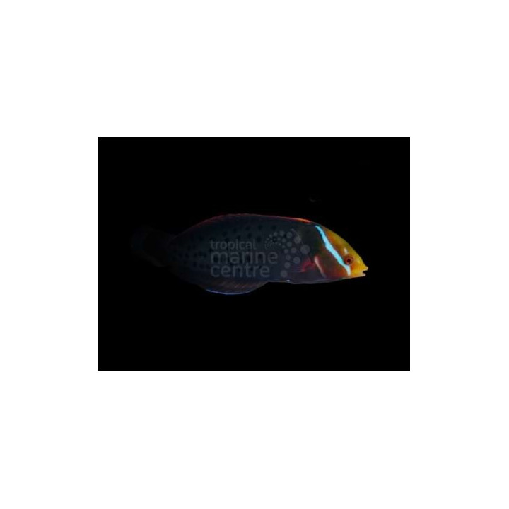 Coris formosa - Formosa Clown Wrasse - aikuinen