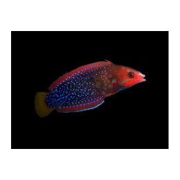 Coris gaimard - Gaimard Clown Wrasse - aikuinen