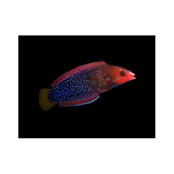 Coris gaimard - Gaimard Clown Wrasse - aikuinen