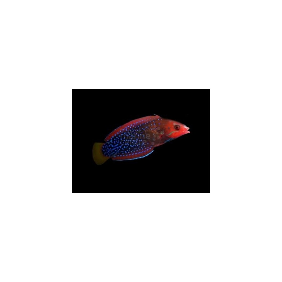 Coris gaimard - Gaimard Clown Wrasse - aikuinen