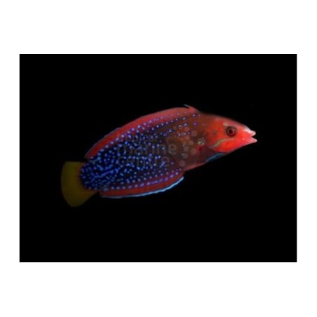 Coris gaimard - Gaimard Clown Wrasse - aikuinen