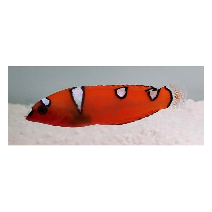 Coris gaimard - Gaimard Clown Wrasse - nuori