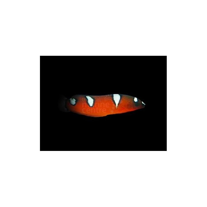 Coris gaimard - Gaimard Clown Wrasse - nuori