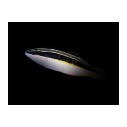 Coris picta - Picta Wrasse