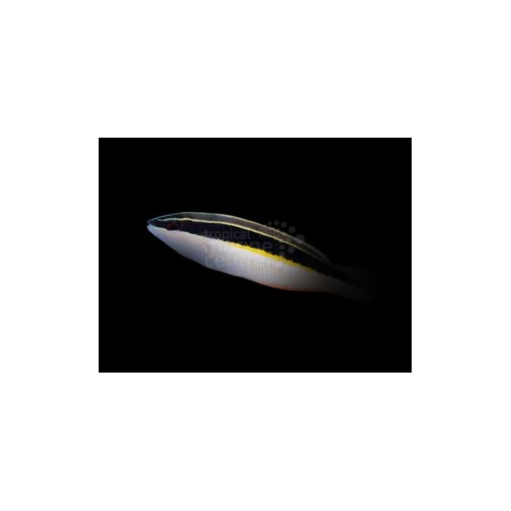 Coris picta - Picta Wrasse -
