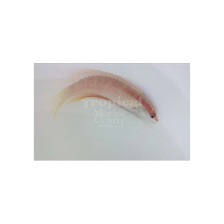 Coris venusta - Venus Wrasse