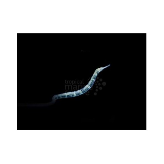 Corythoichthys intestinalis - Pipefish - Snake