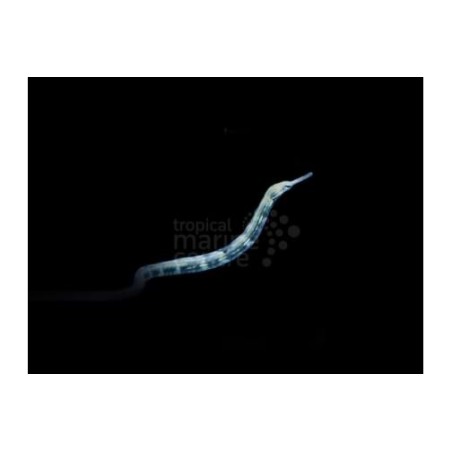 Corythoichthys intestinalis - Pipefish - Snake