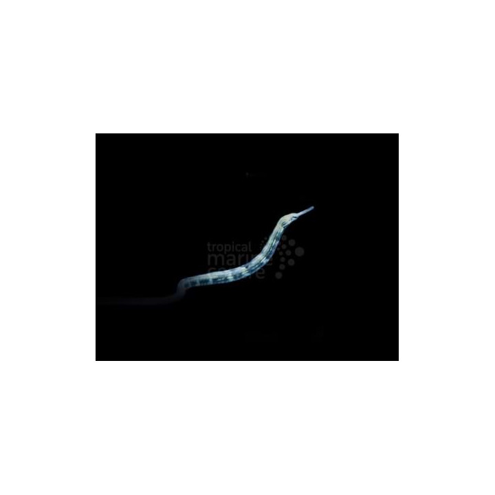 Corythoichthys intestinalis - Pipefish - Snake