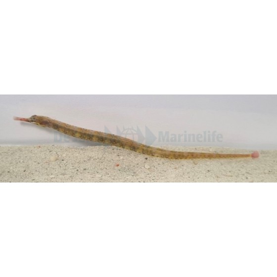 Corythoichthys intestinalis - Pipefish - Snake